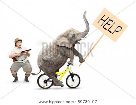 Crazy hunter shooting to crazy elephant. Funny picture from African Safari.