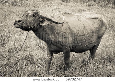 Thai Buffalo