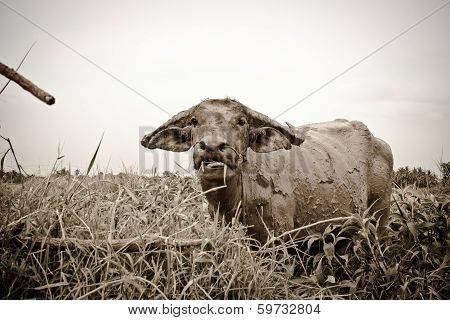 Thai Buffalo