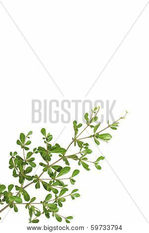 Leaves (terminalia Ivoriensis A. Chev)