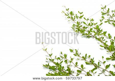Leaves (terminalia Ivoriensis A. Chev)