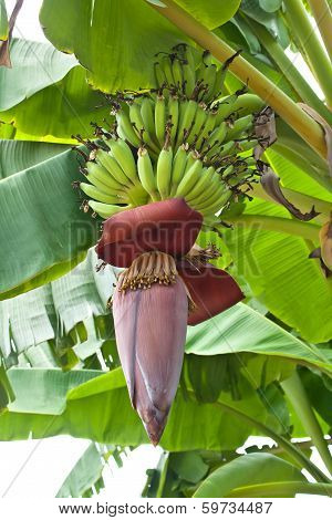 Banana Blossom
