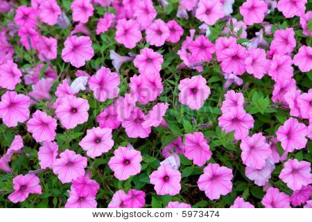 Purple Petunia Hintergrund