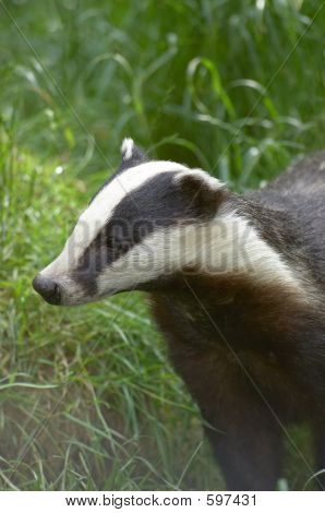 Badger