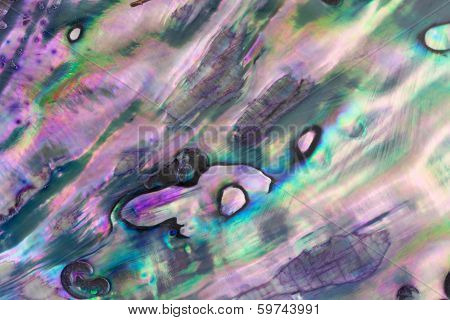 Blue Abalone Pearl Shell, Close Up
