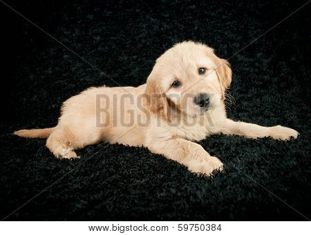Golden- Doodle Puppy