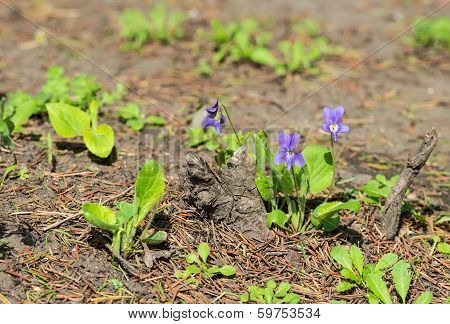 Viola forest fragile early spring