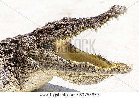 Wildlife crocodile open mouth at crocodile farm