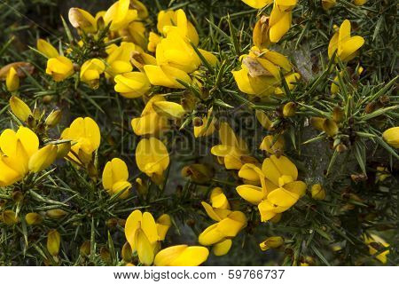 Ulex Europaeus (gorse, Common Gorse, Furze Or Whin). Macro.