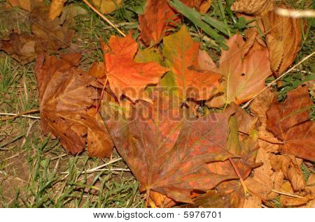 laskenut-autumn leaves