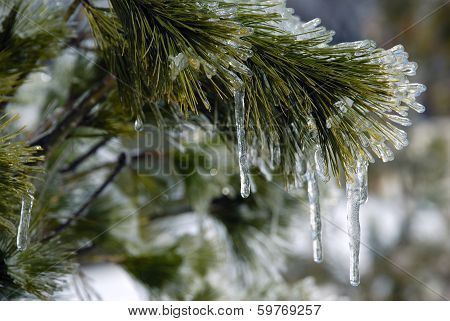 Ice coating on pine tree