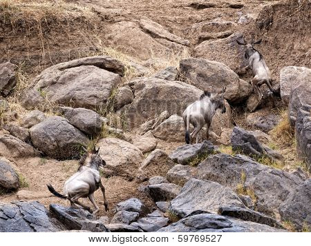 Great Wildebeest Migration