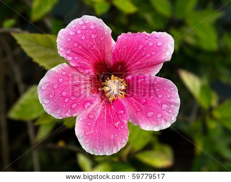 Backlit Hibiscus Blossom In Garden