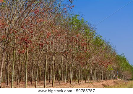 rubber tree