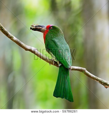 Female Red-bearded Bee-eater