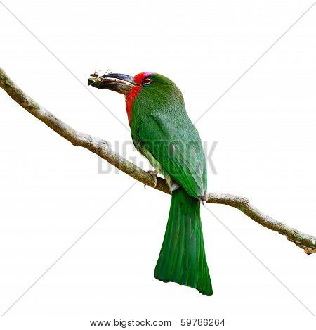 Female Red-bearded Bee-eater
