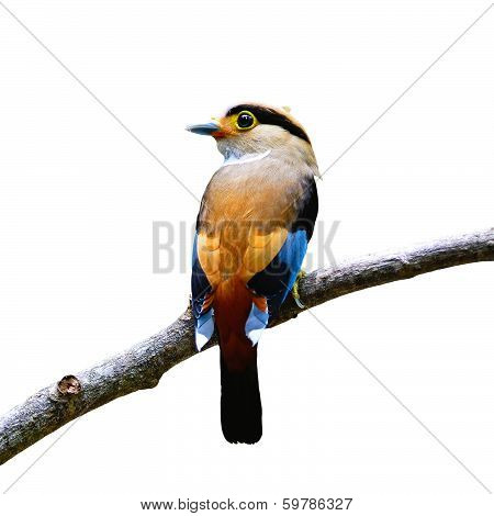 Female Silver-breasted Broadbill