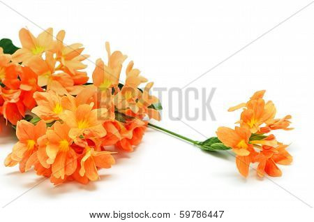 Firecracker Flower