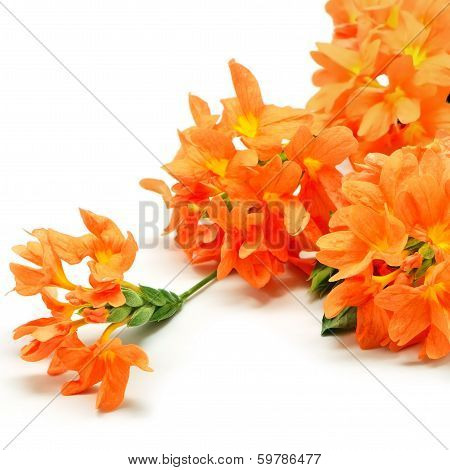 Firecracker Flower