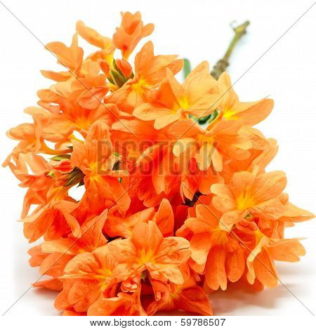Firecracker Flower