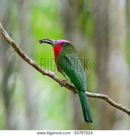 Male Red-bearded Bee-eater