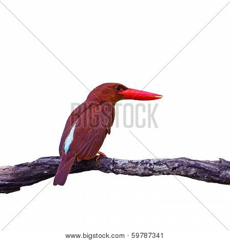 Male Red-bearded Bee-eater