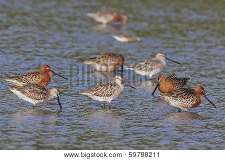 Asian Dowitcher