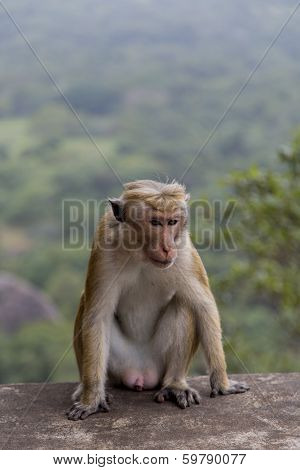 Toque Macaque