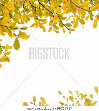 orange leaves and branches on white background