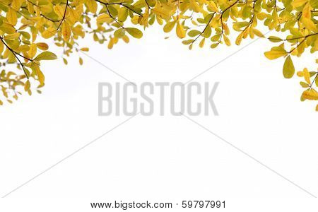 orange leaves and branches on white background
