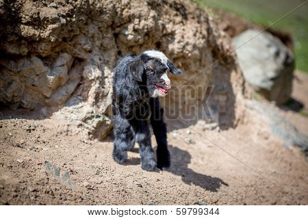 Bleating goating