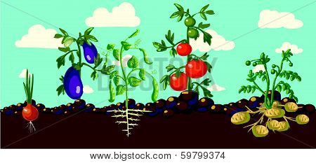 Vintage garden banner with root veggies