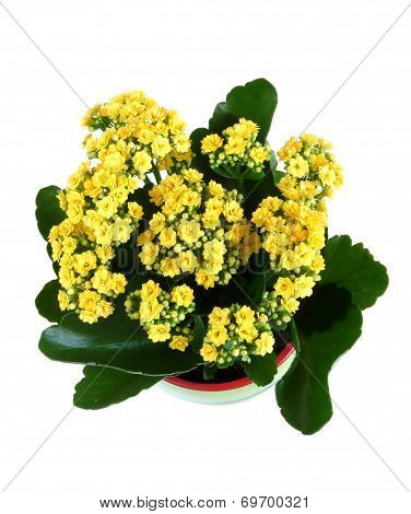 Indoor Flower Isolated On A White Background