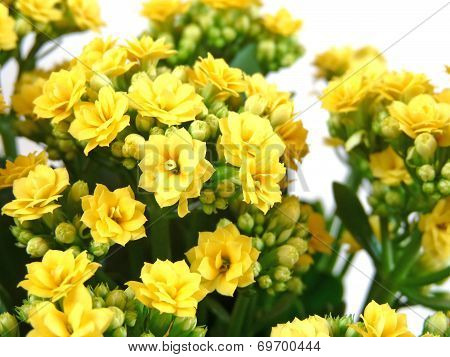 Indoor Flower Isolated On A White Background