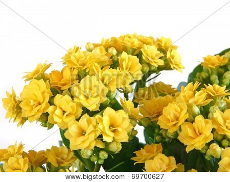 Indoor Flower Isolated On A White Background