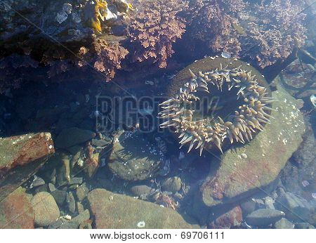 Sea Anemone
