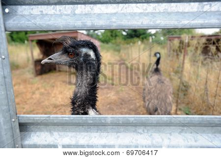Emu Farm