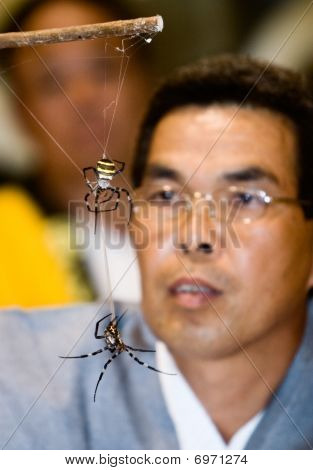 심판 보고 두 거미 싸움