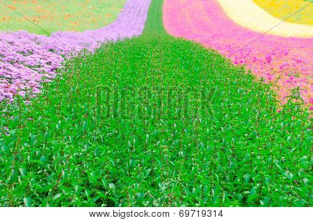 Flower Field Garden