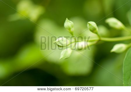 plant buds