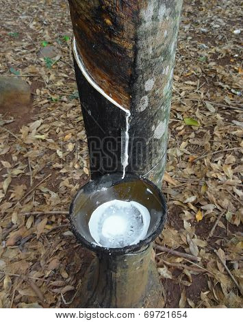 Rubber Tree Plantation