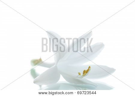 Beautiful Flower Hosta