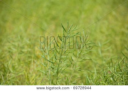 Canola or oilseed rape (Brassica napus) seed pods, before harvest.