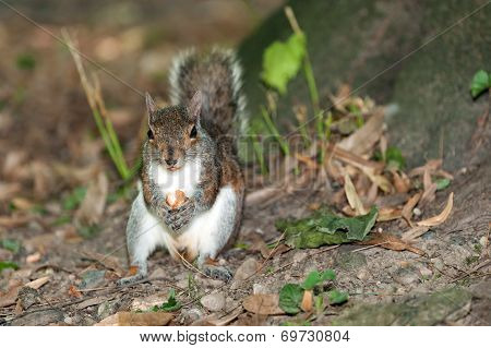 Grey Squirrel - Sciurus carolinensis