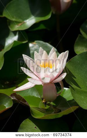Water Lily
