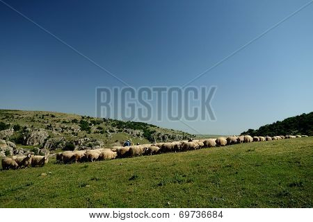 Flock in Dobrogea