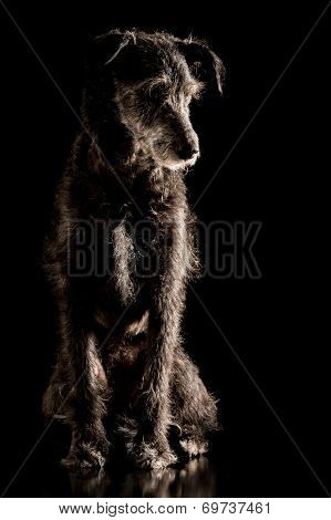 Portrait Of A Grey Wire Haired Terrier Dog