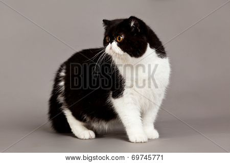 Exotic Shorthair Cat.  Persian Cat On Grey Background