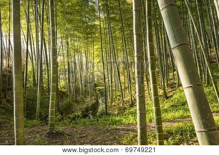 Bamboo forest of Kyoto, Japan.