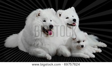 Samoyed Dog  Family